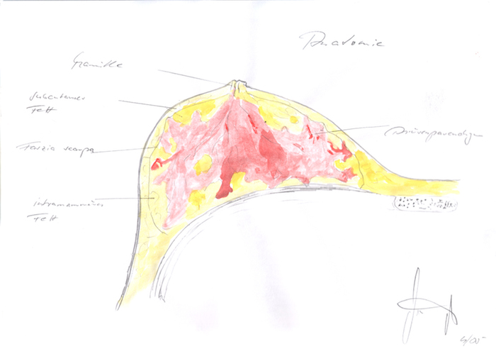 Grafische Darstellung der Brustdrüse mit Brustdrüsengewebe und –faszie
